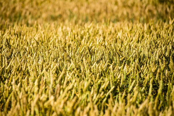 Желтое пшеничное поле крупным планом — стоковое фото