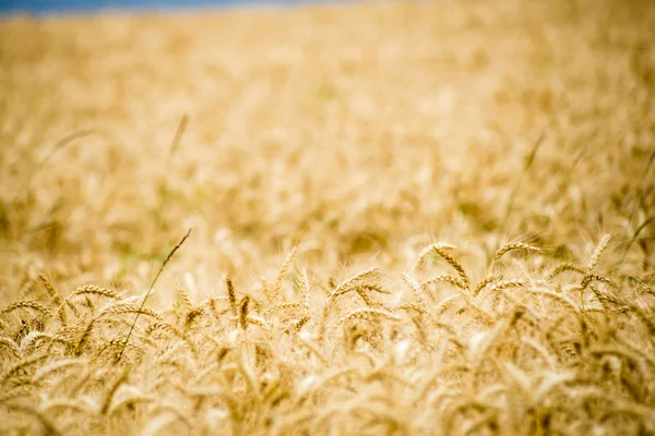 Campo de trigo amarillo cerca macro fotografía —  Fotos de Stock