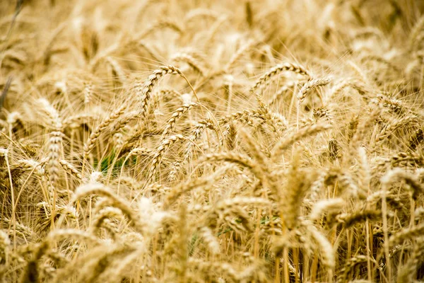 Campo di grano giallo primo piano macro fotografia — Foto Stock