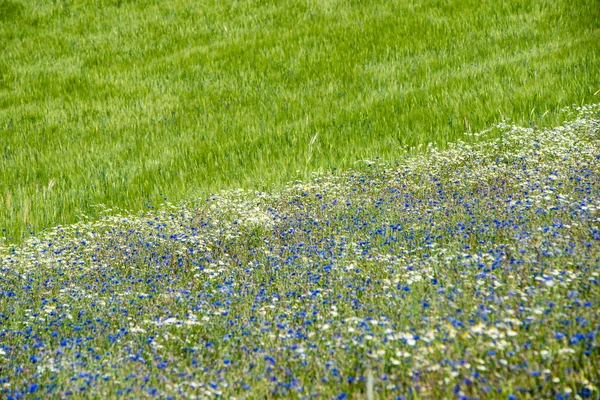 Pole pszenicy zielony zbliżenie zdjęcie makro — Zdjęcie stockowe