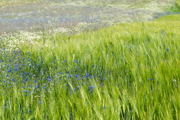 Grüne Weizenfelder Nahaufnahme Makroaufnahme — Stockfoto