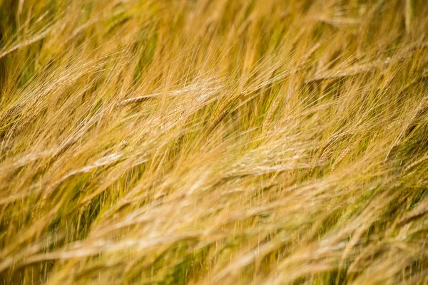 Yellow wheat field close up macro photograph — Stock Photo, Image