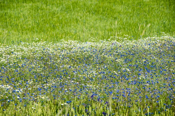 Pole pszenicy zielony zbliżenie zdjęcie makro — Zdjęcie stockowe