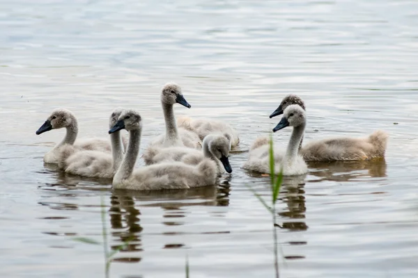 Cisne y cigüeñas por primera vez en el agua — Foto de Stock