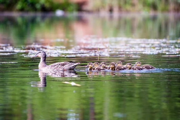 Kaczka z ducklings po raz pierwszy w wodzie — Zdjęcie stockowe