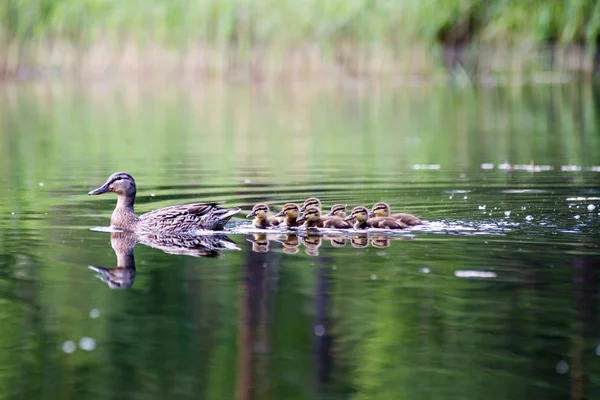 Anka med ungar första gången i vattnet — Stockfoto