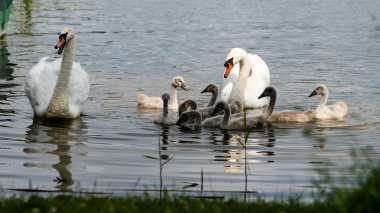 Kuğu ve cygnets ilk defa su
