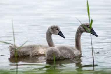 Kuğu ve cygnets ilk defa su