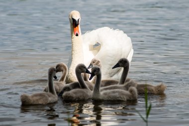 Kuğu ve cygnets ilk defa su