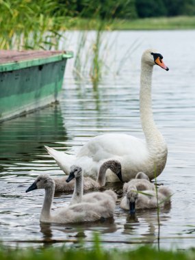 Kuğu ve cygnets ilk defa su