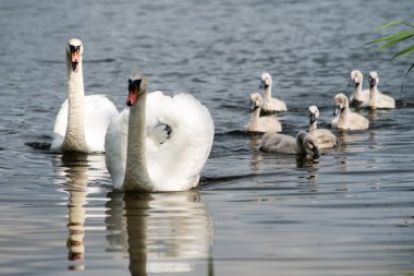 Kuğu ve cygnets ilk defa su