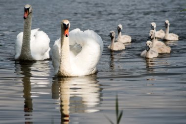 Kuğu ve cygnets ilk defa su