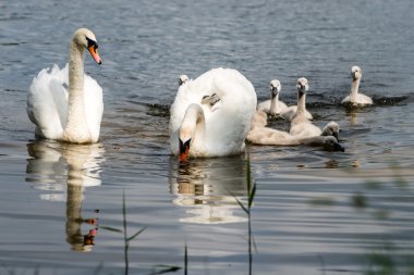 Kuğu ve cygnets ilk defa su