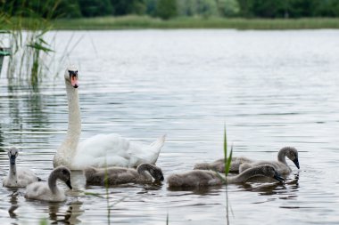 Kuğu ve cygnets ilk defa su
