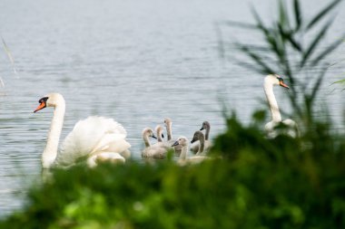 Kuğu ve cygnets ilk defa su