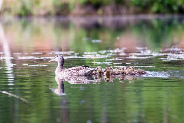 Pato con los patitos primera vez en el agua — Foto de Stock