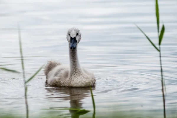 Swan och cygnets första gången i vattnet — Stockfoto