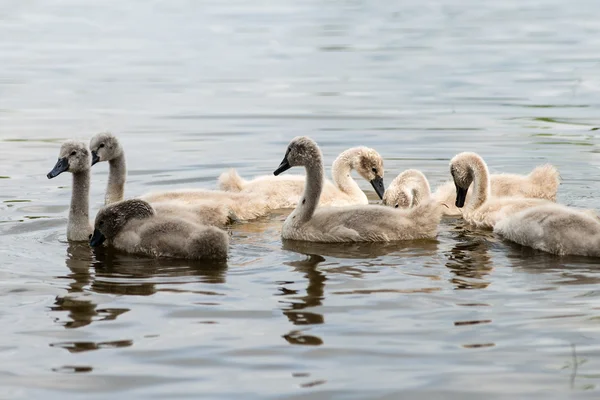 Swan és a cygnets először a vízben — Stock Fotó