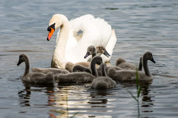 Swan och cygnets första gången i vattnet — Stockfoto
