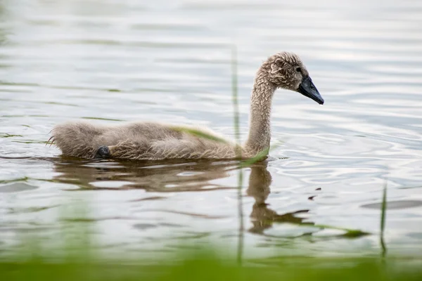 Swan och cygnets första gången i vattnet — Stockfoto