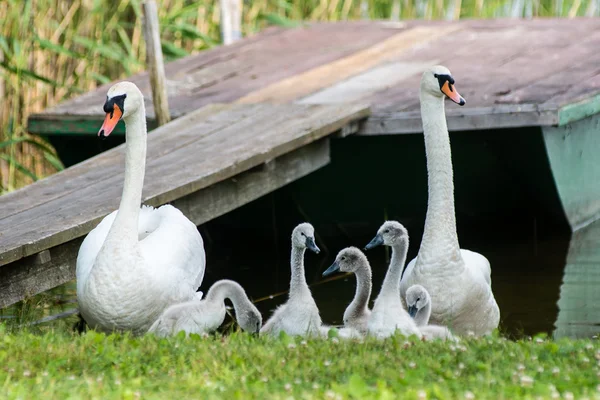 Cisne e cygnets primeira vez na água — Fotografia de Stock