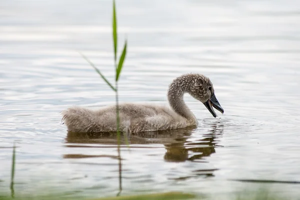 Swan a jednotvárněji poprvé ve vodě — Stock fotografie