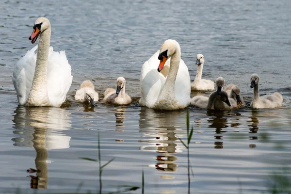 Cygne et cygnes première fois dans l'eau — Photo