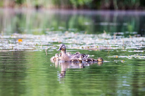 Pato com os patinhos primeira vez na água — Fotografia de Stock