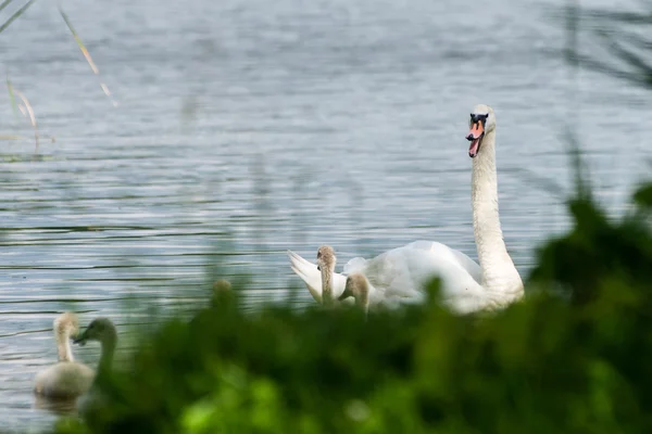 Swan a jednotvárněji poprvé ve vodě — Stock fotografie