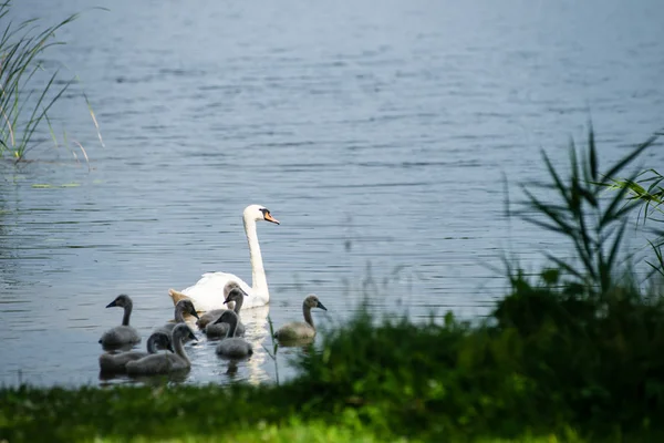 Swan och cygnets första gången i vattnet — Stockfoto