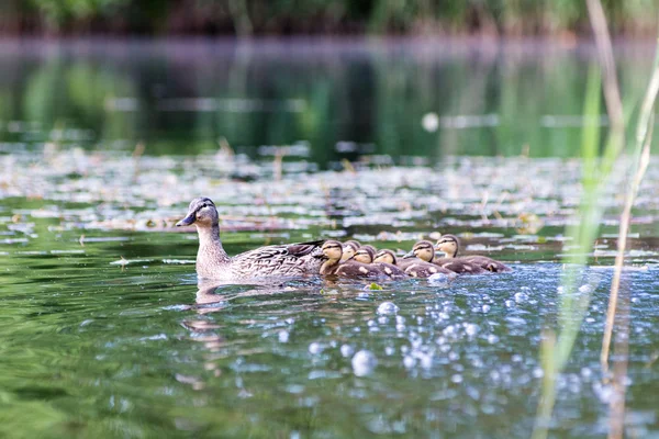 Eend met de eendjes eerst in het water — Stockfoto