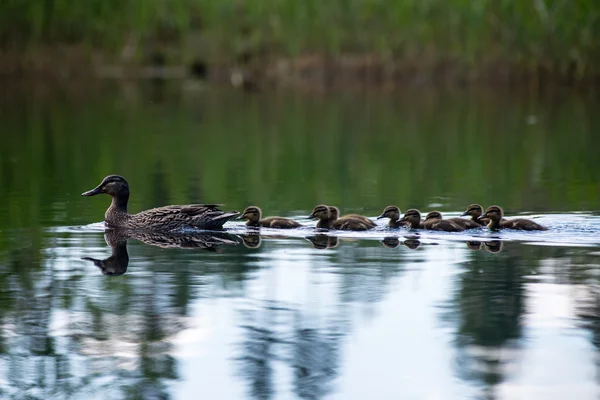 Pato com os patinhos primeira vez na água — Fotografia de Stock