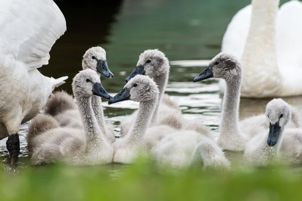 Schwan und Cygnets zum ersten Mal im Wasser — Stockfoto