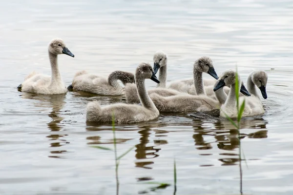 Swan és a cygnets először a vízben — Stock Fotó