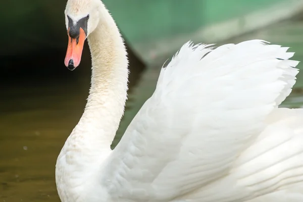 Cygne et cygnes première fois dans l'eau — Photo