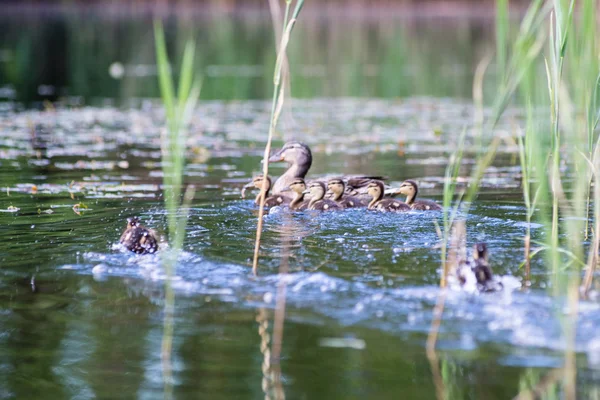 Pato com os patinhos primeira vez na água — Fotografia de Stock