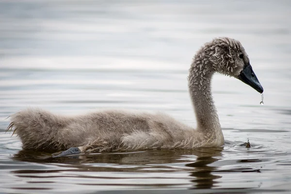 Cisne y cigüeñas por primera vez en el agua —  Fotos de Stock