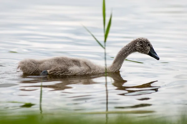 Cisne e cygnets primeira vez na água — Fotografia de Stock
