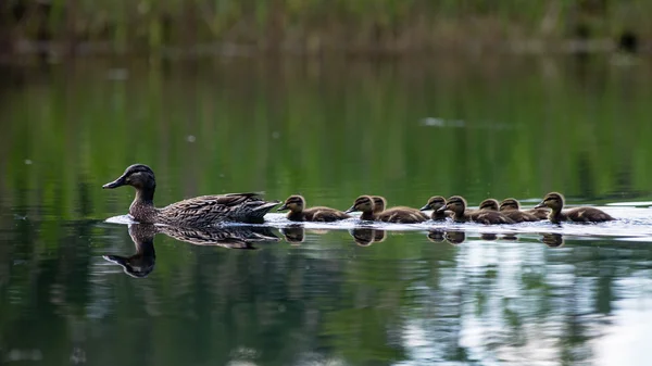 Pato con los patitos primera vez en el agua — Foto de Stock