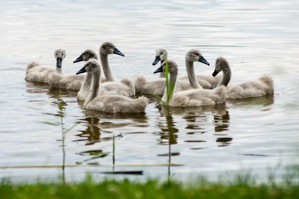 Swan és a cygnets először a vízben — Stock Fotó