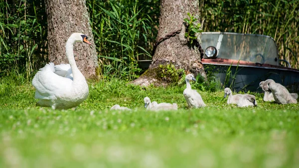 Swan and cygnets first time in the water — Stock Photo, Image