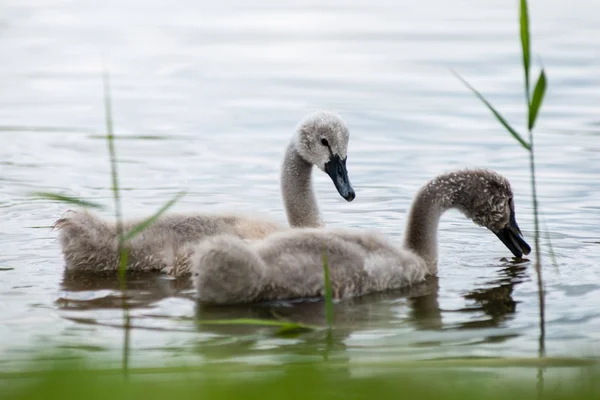 Swan och cygnets första gången i vattnet — Stockfoto