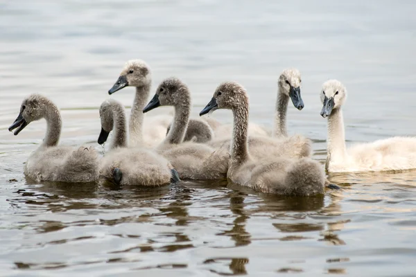 Swan och cygnets första gången i vattnet — Stockfoto