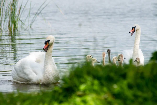 Cisne e cygnets primeira vez na água — Fotografia de Stock