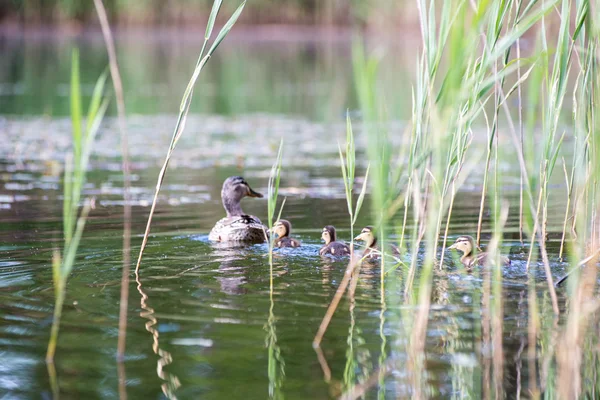 ördek yavrusu ile ilk kez suda ördek.