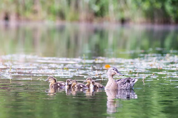 Ente mit den Entchen zum ersten Mal im Wasser — Stockfoto