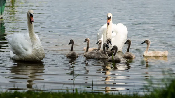 Swan és a cygnets először a vízben — Stock Fotó