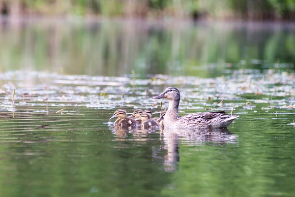 Ördek yavrusu ile ilk kez suda ördek. — Stok fotoğraf
