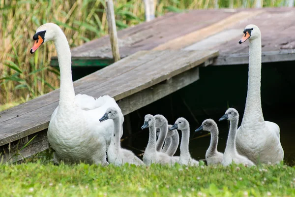 Cisne e cygnets primeira vez na água — Fotografia de Stock