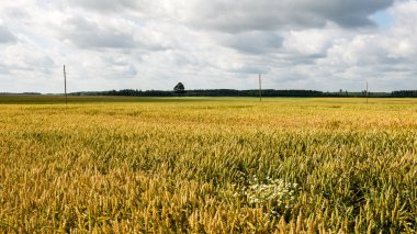 Buğday tarlası ve bulutlu yaz manzarası